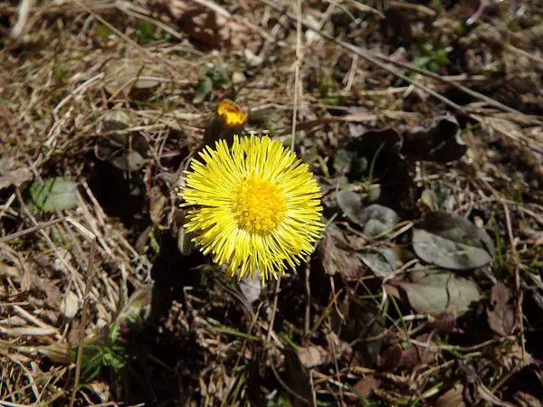 Coltsfoot (Tussilago farfara) ) — Foto de Stock