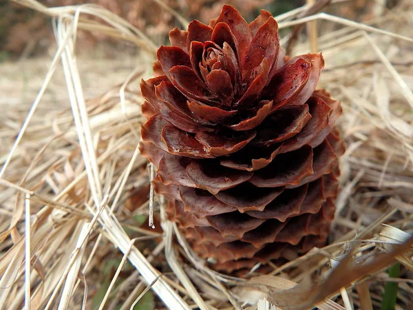 Spruce cones - background — Stock Photo, Image