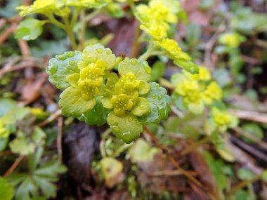 Sarı bahar orman çiçek