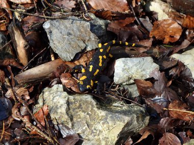 semender, ateş amfibi ,