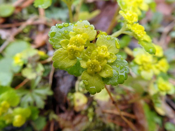 Gelbe Frühlingswaldblume — Stockfoto