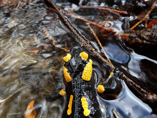 Огненная саламандра, амфибия  , — стоковое фото