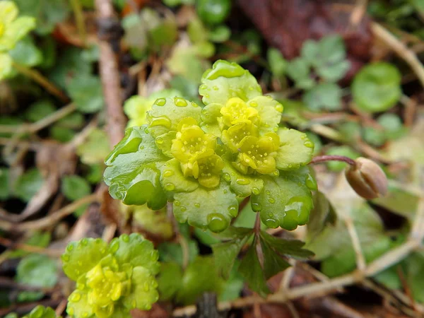 Gelbe Frühlingswaldblume — Stockfoto