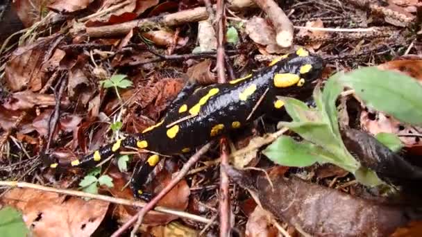 Огненная саламандра, амфибия  , — стоковое видео