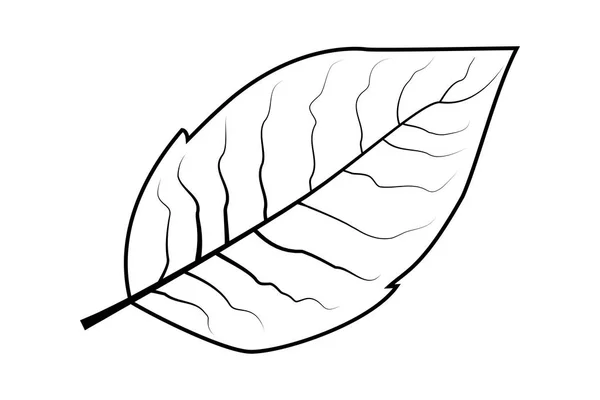 Tobacco leaf vector — Stock Vector