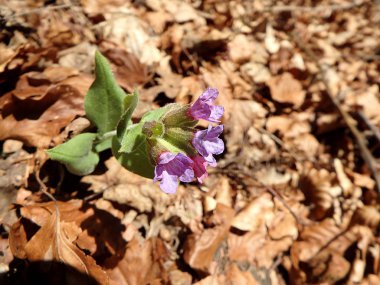 Vahşi lungwort çiçeği