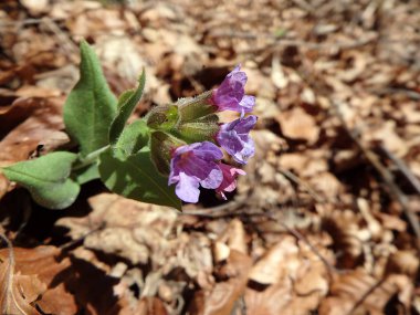 Vahşi lungwort çiçeği