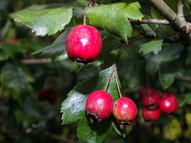 Alıç meyve ve yaprakları