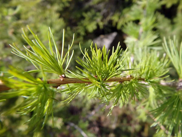 Larch, branch - closeup — Stock Photo, Image