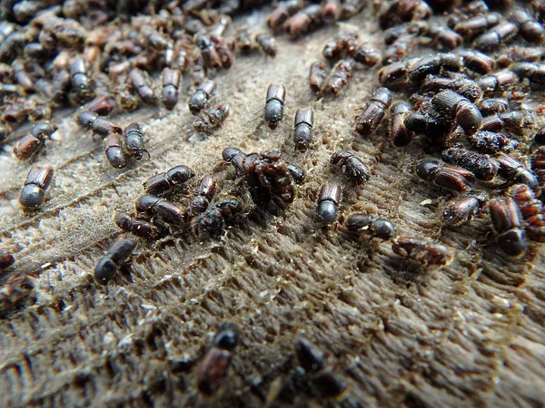 Kumbang pohon cemara Eropa — Stok Foto