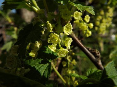 Frenk üzümü çiçek