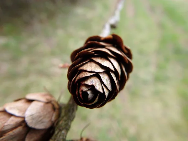 Cônes de mélèze, branche - gros plan — Photo