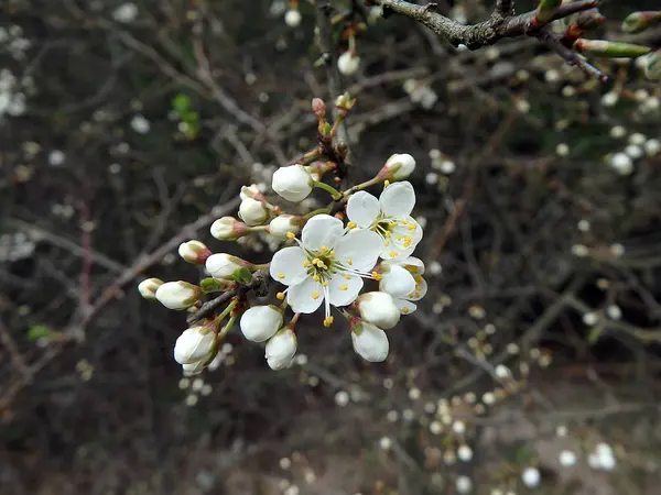 Blackthorn flowers in spring — Stock Photo, Image
