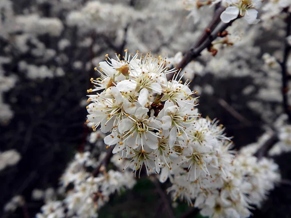 Blackthorn flowers in spring — Stock Photo, Image