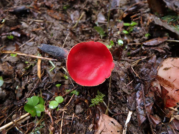 Scarlet Elf Cup svamp — Stockfoto