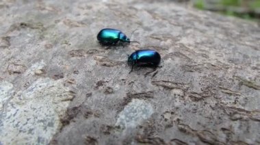 Parlak mavi beetle
