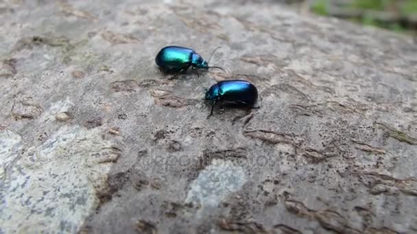 Shiny blue beetle — Stock Video