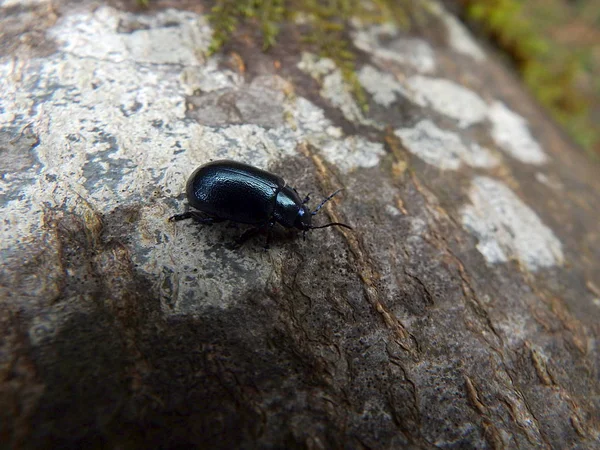 Escarabajo azul brillante — Foto de Stock