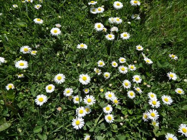 Çayırda bahar papatyası