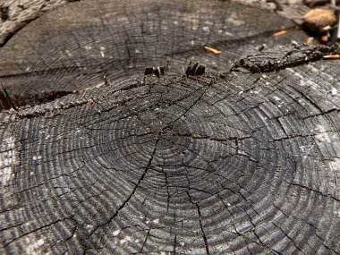 Eski ağaç kütüğü - melez (bitki),