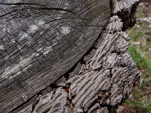古い木の切り株 - カラマツ, — ストック写真
