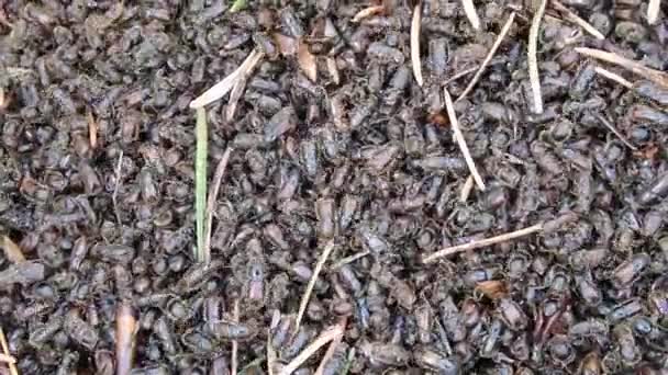 Escarabajo europeo de corteza de abeto , — Vídeo de stock