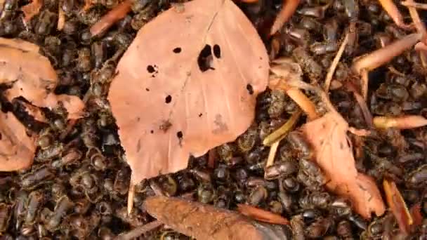 Escarabajo europeo de corteza de abeto , — Vídeo de stock