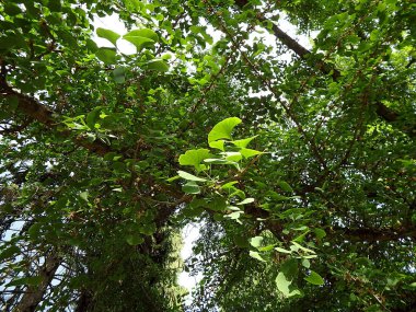 Ginkgo - yeşil yaprakları ile ağaç