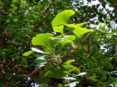 Ginkgo - yeşil yaprakları ile ağaç