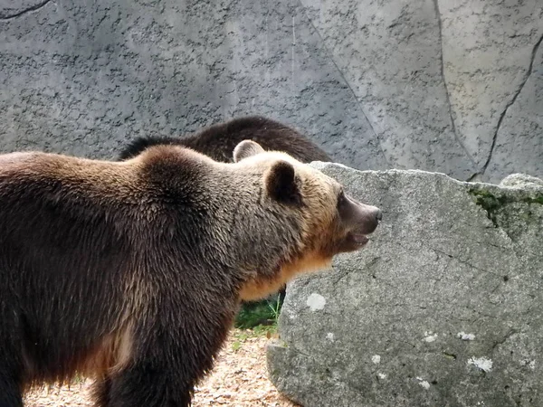 Urso castanho europeu — Fotografia de Stock