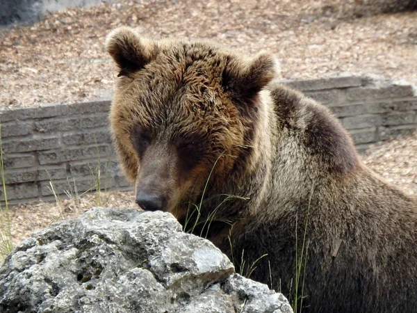 Европейский бурый медведь — стоковое фото