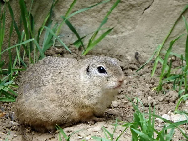 Ardilla terrestre europea —  Fotos de Stock