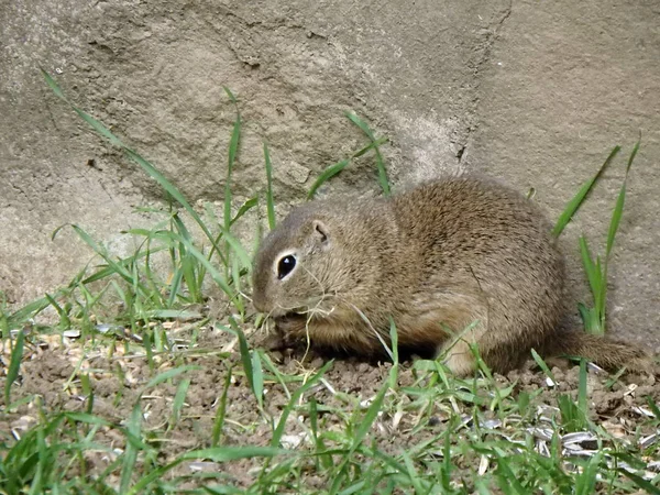 Ardilla terrestre europea —  Fotos de Stock