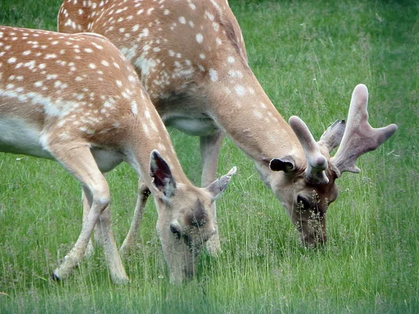 Grazing Deer daniel, — Stock Photo, Image