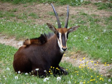 Samur antilop, (Hippotragus Nijer)