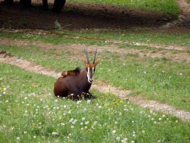 Samur antilop, (Hippotragus Nijer)