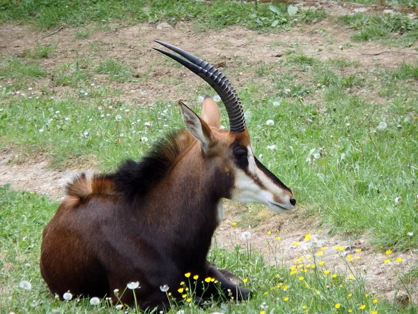 Sable antílope, (Hippotragus niger ) — Fotografia de Stock