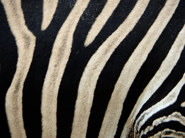 Hintergrund Zebrahaut — Stockfoto