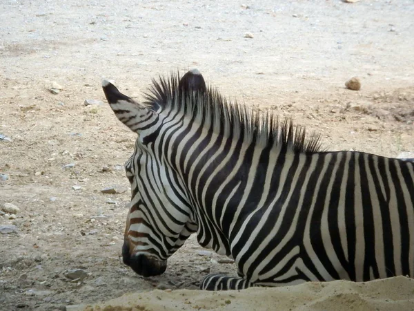 Svartvita porträtt av en zebra — Stockfoto