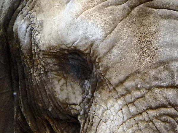 Eléphant - peau et yeux - détail — Photo