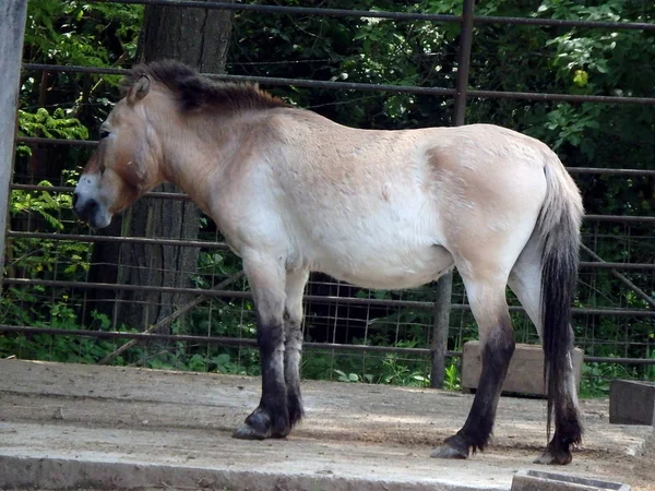 Przewalski hest portræt - Stock-foto