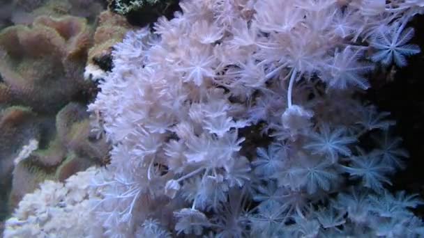 Arrecife de coral, vida submarina , — Vídeo de stock