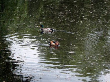 yaban ördekleri ve mandarin ördeği