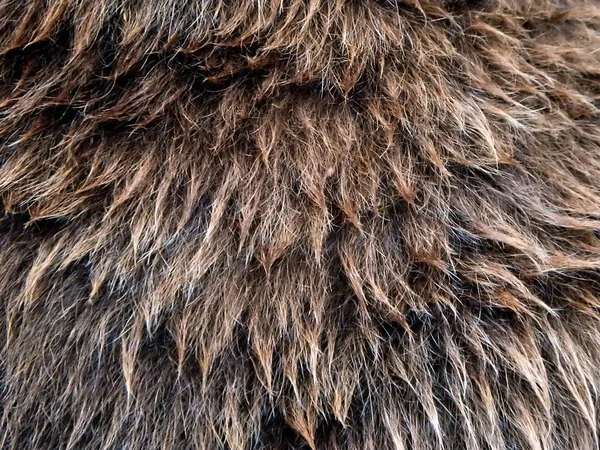 Urso castanho de pele - close-up — Fotografia de Stock