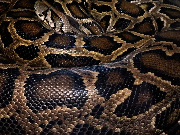 Python - leather - background