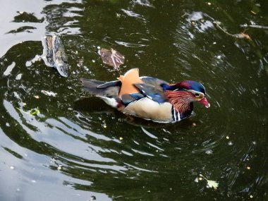 Erkek Mandarin ördeği