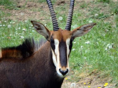 Samur antilop, (Hippotragus Nijer)