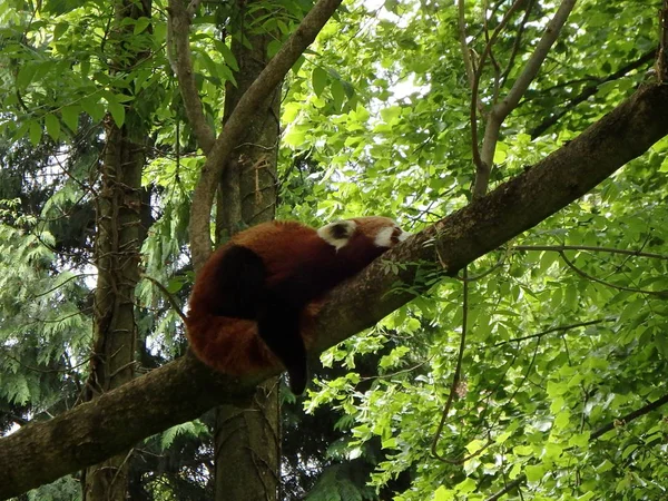Czerwony Miś panda — Zdjęcie stockowe