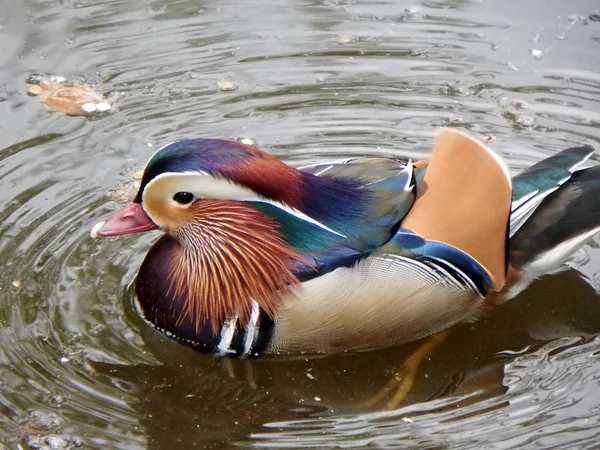 Männliche Mandarinenente — Stockfoto