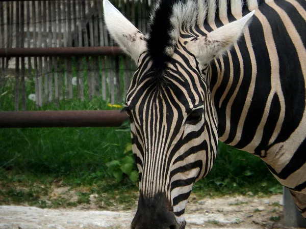 Schwarz-Weiß-Porträt eines Zebras — Stockfoto